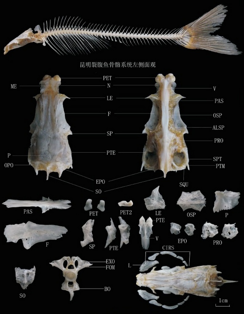 Schizothorax grahami (Regan, 1904)